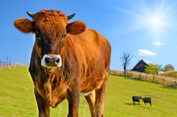 Sevimli inek bir arazide güneşli bir çayır bir arka plan üzerinde bir — Stok fotoğraf