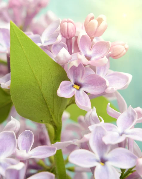 Flor lila de cerca en colores pastel a la luz del sol —  Fotos de Stock