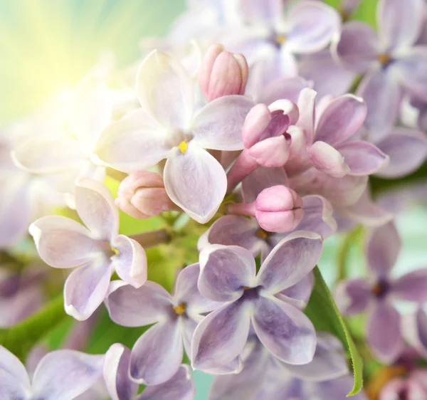 Flor lila de cerca en colores pastel a la luz del sol —  Fotos de Stock