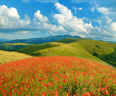 Sihirli peyzaj dağlar bir arka plan üzerinde haşhaş alanının