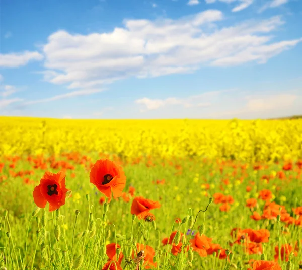 Fabuloso paisaje de amapolas en un campo de fondo violación en pas — Foto de Stock