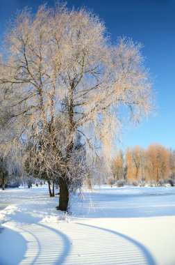 Güzel ağaç Frost ile kaplı