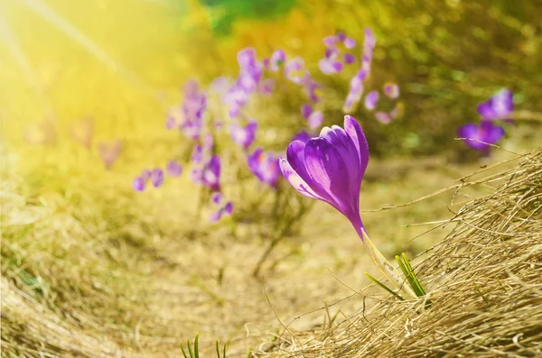 Bellissimo paesaggio con croco in primavera giornata di sole (10 per cento discoun — Foto Stock