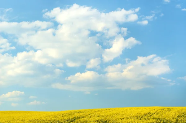Stora moln på blå himmel över gula rapsfält — Stockfoto