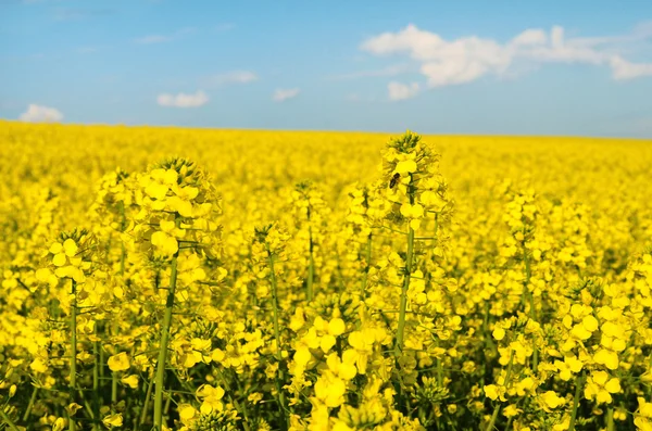 Tecavüz cl ile mavi gökyüzü çerçevede bir çiçek arıya