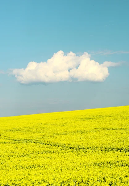 Velký oblak na modré oblohy nad polem žluté řepky — Stock fotografie