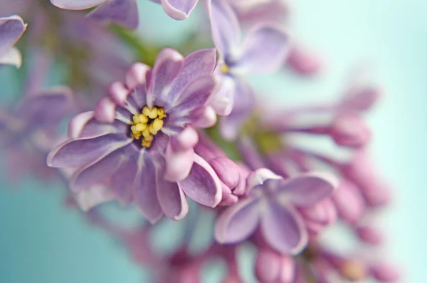 Flor lila de cerca en colores pastel —  Fotos de Stock