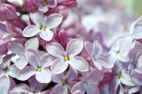 Lilac flowers close up in pastel colors — Stock Photo, Image