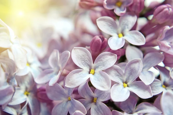 Flores lila se cierran en colores pastel —  Fotos de Stock