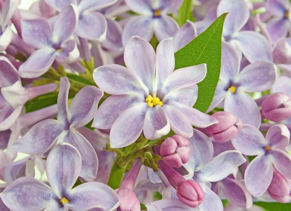 Flor lila de cerca en colores pastel —  Fotos de Stock