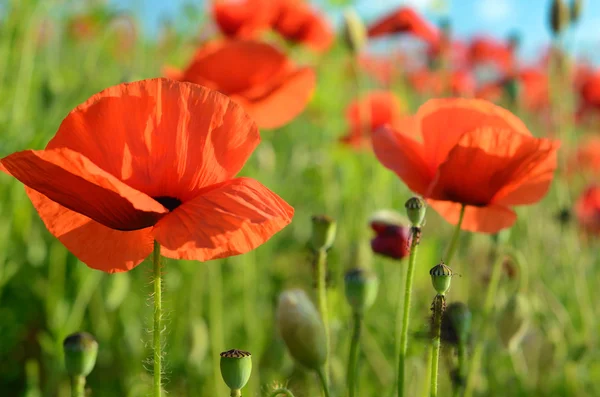 Malerische Landschaft mit Blumen Mohn gegen den Himmel (Ruhe, rel — Stockfoto