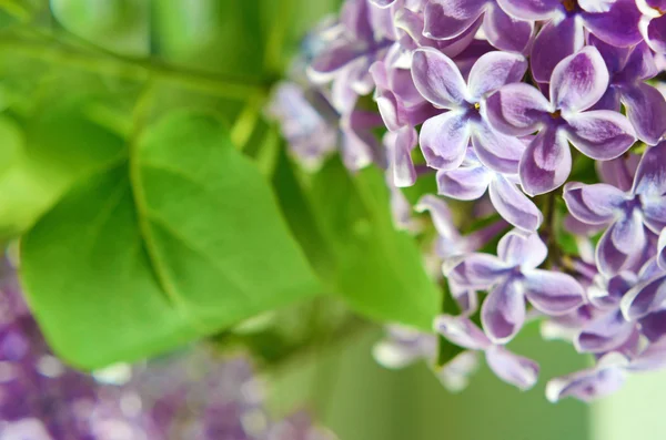 Card for congratulation with flowers and leaves of lilac — Stock Photo, Image