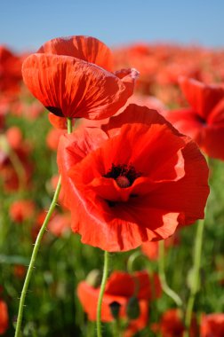 Güzel haşhaş haşhaş alanın ortasına kadar yakın geçmişte