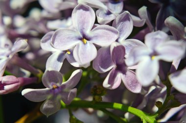 Fabulous Lila çiçek yakın çekim