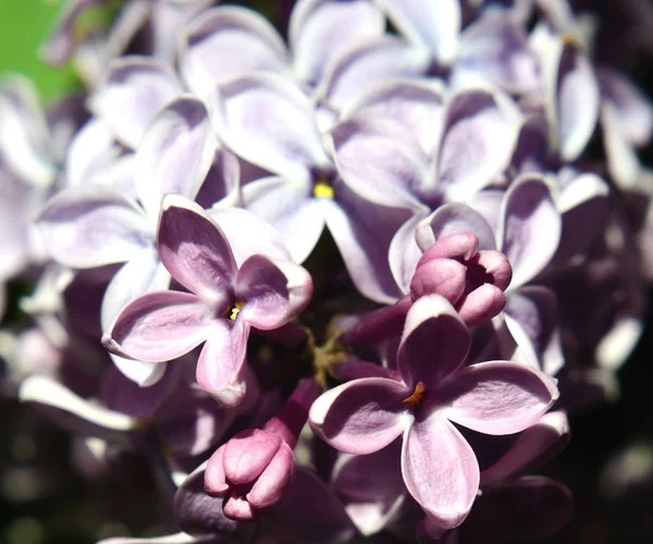 すばらしいライラックの花クローズ アップ — ストック写真