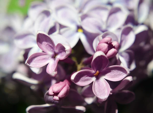 すばらしいライラックの花クローズ アップ — ストック写真