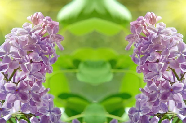 ライラックの花でお祝いの抽象的な背景 — ストック写真