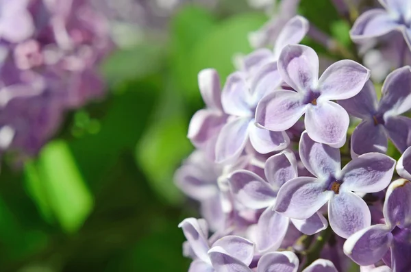 Fabulosa flor lila primer plano (fondo abstracto ) —  Fotos de Stock