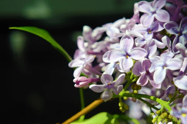 すばらしいライラックの花クローズ アップ — ストック写真