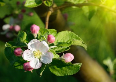 Güneş ışığında bir bahar bahçesinde çiçek elma ağacı (arka planlar -
