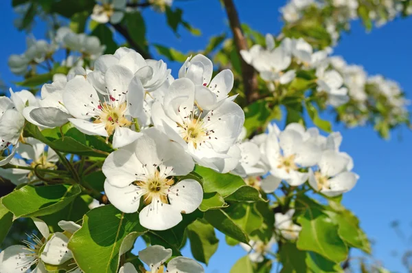 春の庭の梨の花(背景-コンセプト) — ストック写真