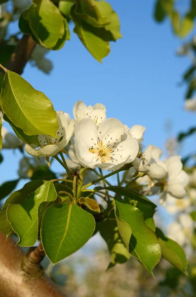 春の庭の梨の花(背景-コンセプト) — ストック写真