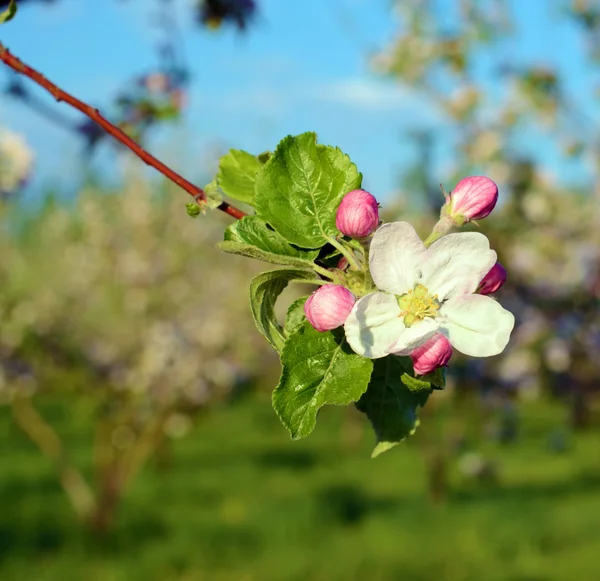 Güneş ışığında bir bahar bahçesinde çiçek elma ağacı (arka planlar - — Stok fotoğraf