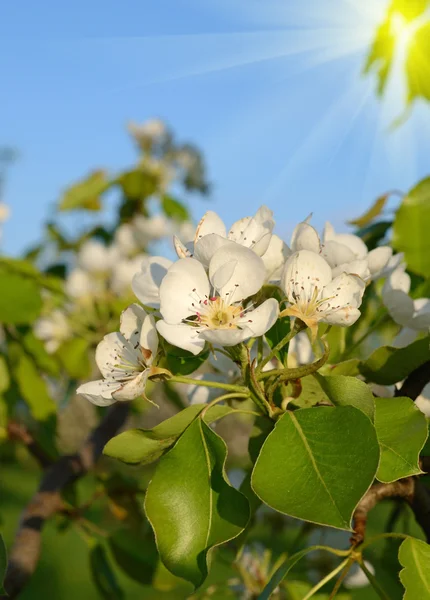 Bahar bahçesinde gün ışığında armut çiçeği (arka planda - kavram — Stok fotoğraf