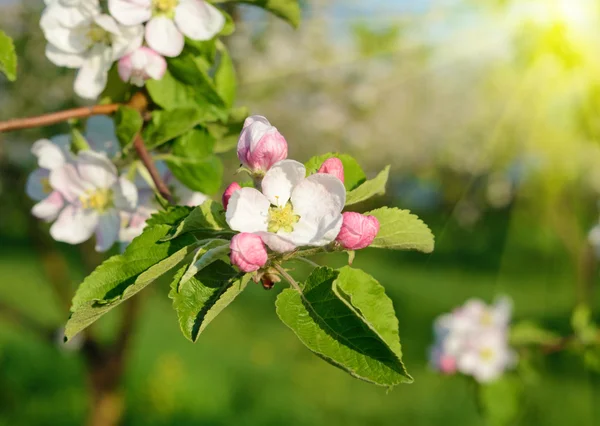 日光の下で春の庭でリンゴの木を咲かせる(背景 - — ストック写真