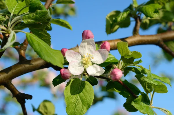 Цвіте яблуня в весняному саду на сонячному світлі (фони  - — стокове фото