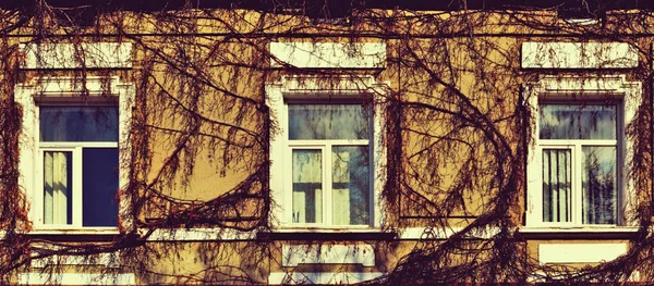 Mystische Mauer mit Fenstern und bewachsenen Reben im Grunge-Stil (r — Stockfoto