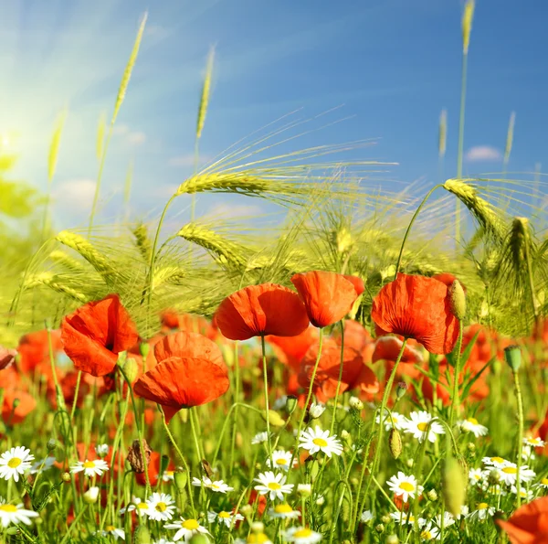 A magical landscape with poppies and daisies on a background ear — Stock Photo, Image
