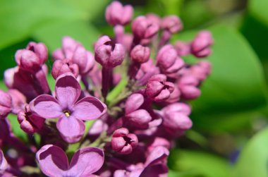 Eflatun çiçekler kapatın. Arka plan. Kartpostal.