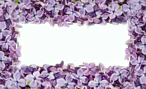 Moldura para fotos com flores lilás. Padrão natural . — Fotografia de Stock