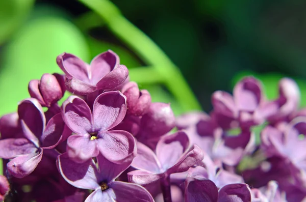 Hermosa naturaleza muerta con flor lila de cerca. Tarjeta postal backgr —  Fotos de Stock