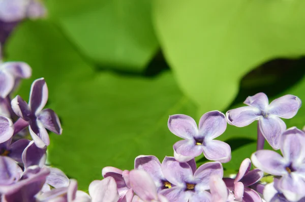 ライラック色の花をクローズ アップ。背景。はがき. — ストック写真