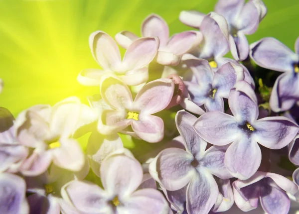 Flores lila a la luz del sol de cerca —  Fotos de Stock