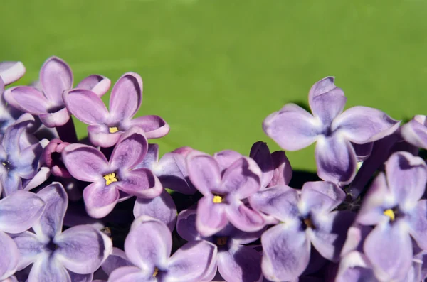 Flores de color lila de cerca. Antecedentes Tarjeta postal . —  Fotos de Stock