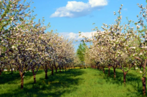 Appelboomgaard in bloei in zonnige lentedag in pastel kleuren. — Stockfoto