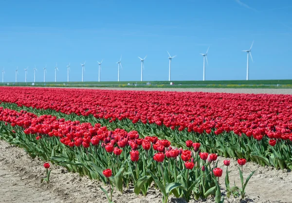 Fantástico paisaje con molinos de viento y campo de tulipanes en col pastel —  Fotos de Stock