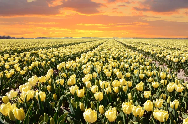 Чудесный пейзаж с полем цветов тюльпанов на закате — стоковое фото