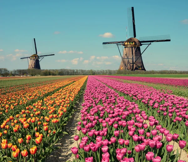 Paesaggio fantastico con mulini a vento e campo di tulipani in col pastello — Foto Stock