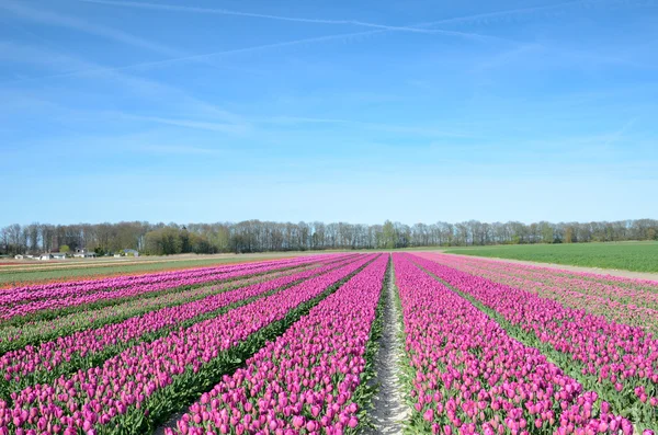 Tulipanes flores en el medio del campo de tulipanes oagainst la sk —  Fotos de Stock