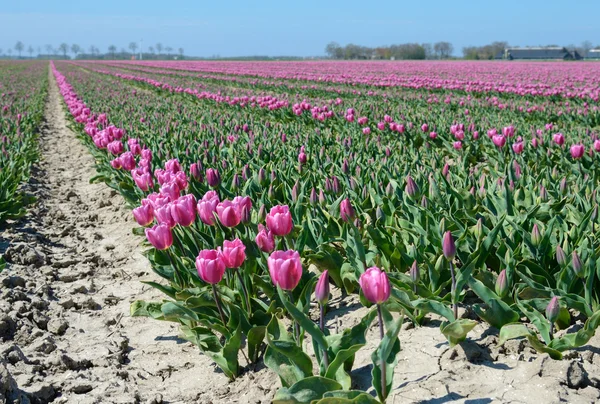 Mystical landscape with path in the midst of tulip fields of flo