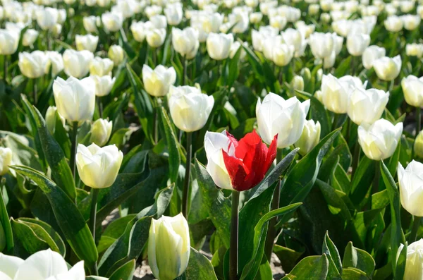 Zweifarbige Tulpe inmitten des Tulpenfeldes (Einsamkeit, — Stockfoto