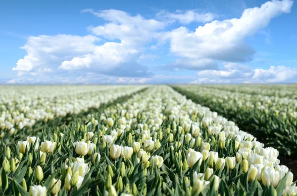 Misztikus táj az út közepén a tulipán mezők Me — Stock Fotó