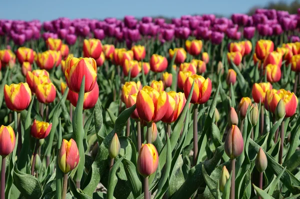 Fantastische Landschaft mit bunten Blumen Tulpen (Entspannung, ich — Stockfoto