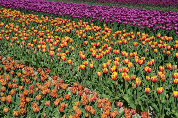 Fantastisch landschap met kleurrijke bloemen tulpen (ontspanning, me — Stockfoto