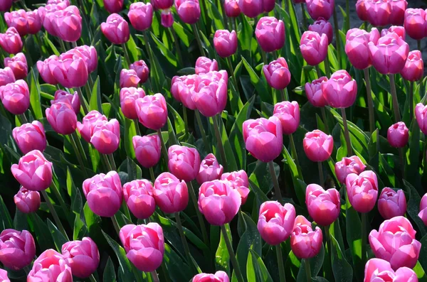 Bloemen tulpen midden van tulpenvelden (achtergrond - concept) — Stockfoto