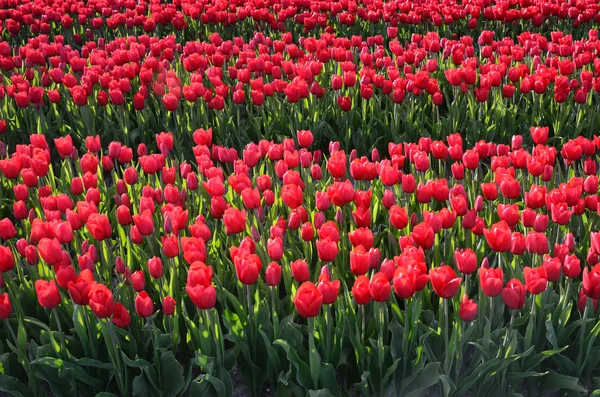 (自然な背景のチューリップ畑の真っ只中の花チューリップ) — ストック写真